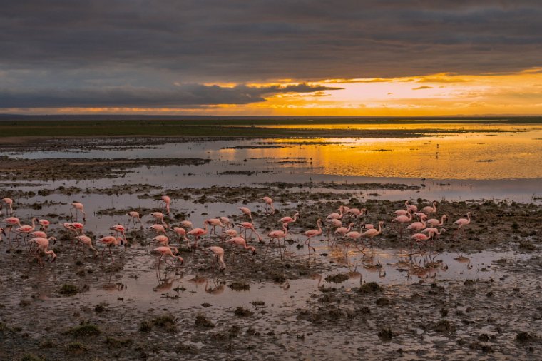 105 Amboseli Nationaal Park.jpg